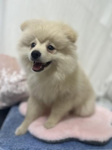 ポメラニアンの写真4