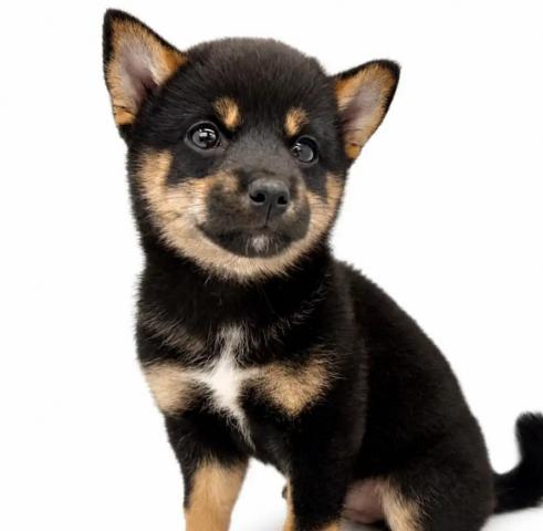 柴犬