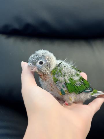 ウロコインコ 46
