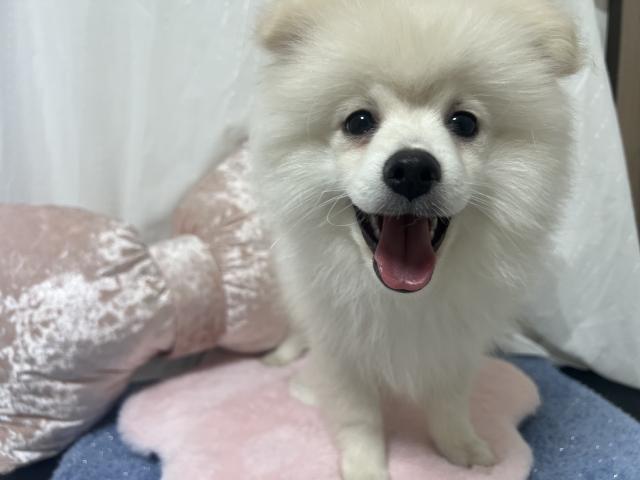ポメラニアン