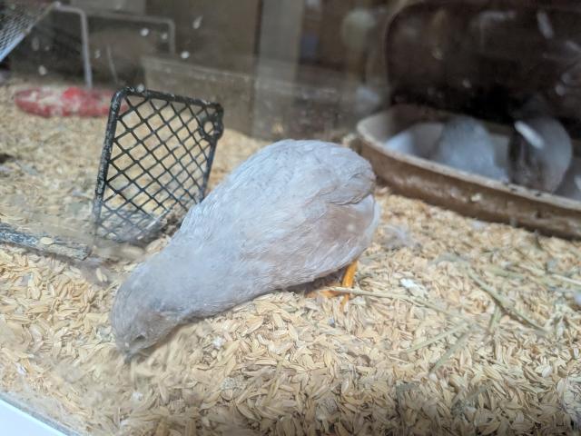 ヒメウズラ