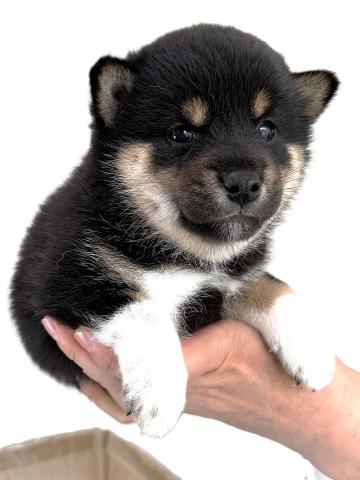 柴犬