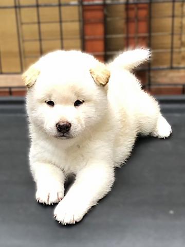柴犬