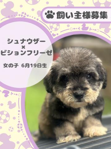 ミニチュアシュナウザー×ビションフリーゼ
