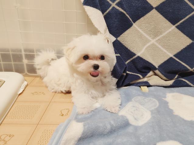 マルチーズの写真3