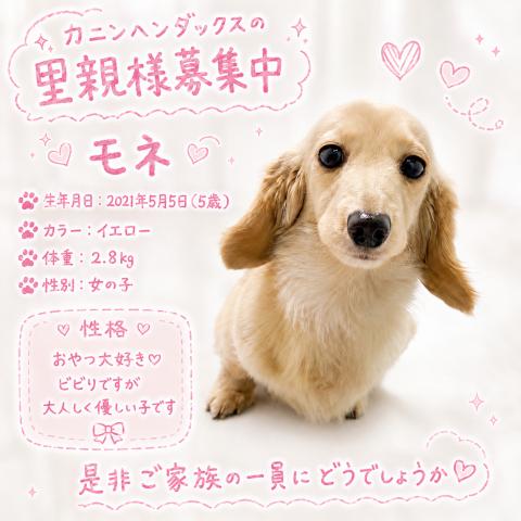 カニンヘンダックスフンド