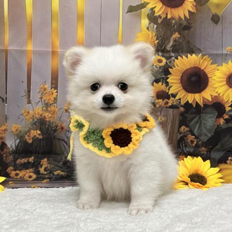 MIX