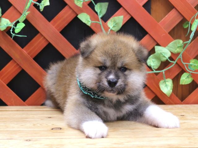 秋田犬