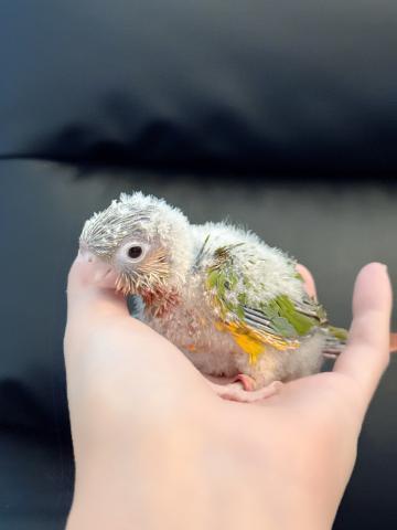ウロコインコ 47