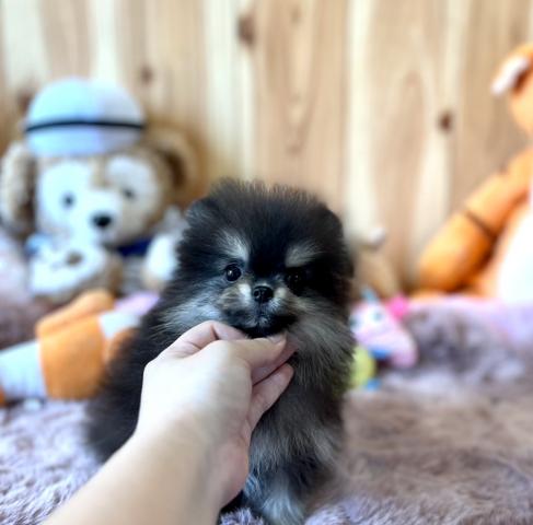 ポメラニアン