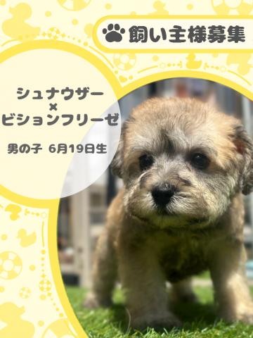 ミニチュアシュナウザー×ビションフリーゼ