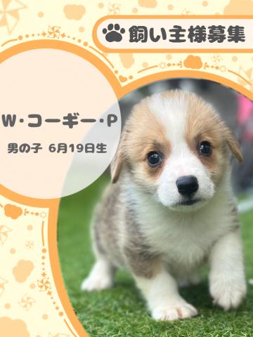 ウェルシュコーギーペンブローク