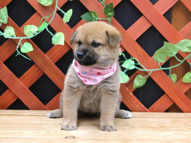 柴犬