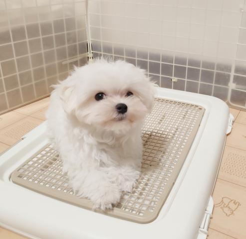 マルチーズの写真2