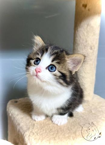 ノルウェージャンフォレストキャット