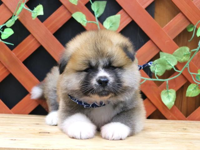 秋田犬
