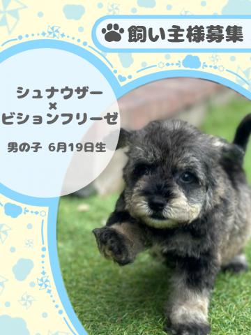 ミニチュアシュナウザー×ビションフリーゼ