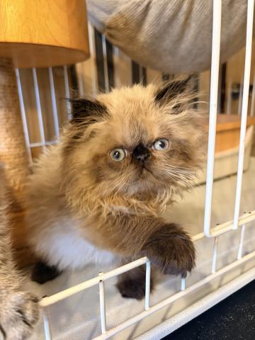 エキゾチックロングヘアーヒマラヤン