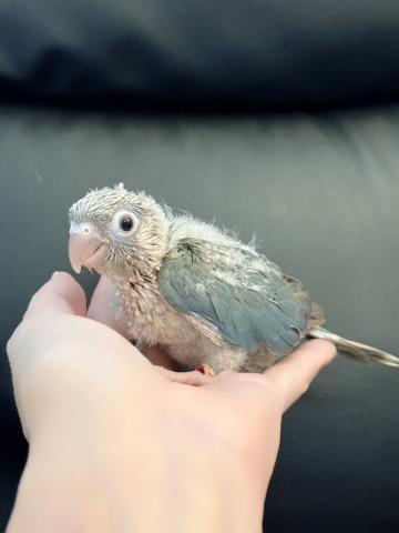 ウロコインコ 43