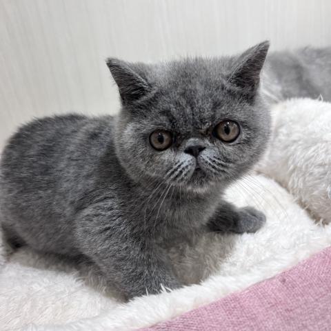 エキゾチックショートヘアー