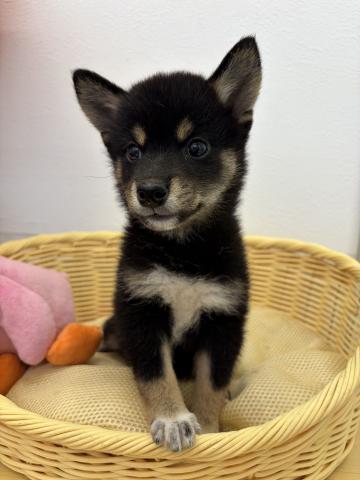 柴犬