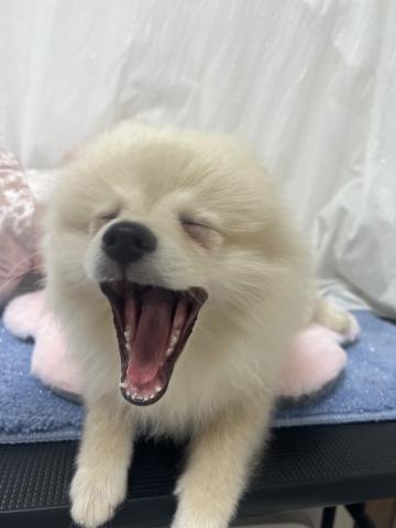 ポメラニアンの写真3