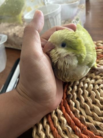 オキナインコ/グリーンパリッド