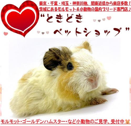 テディモルモット