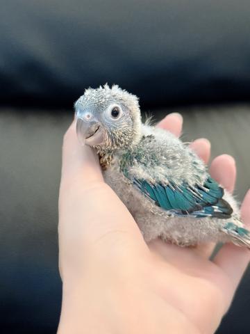 ウロコインコ 44