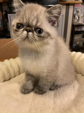 エキゾチックショートヘアー