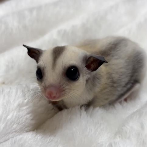 モザイクヘテロリューシ