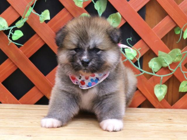 秋田犬