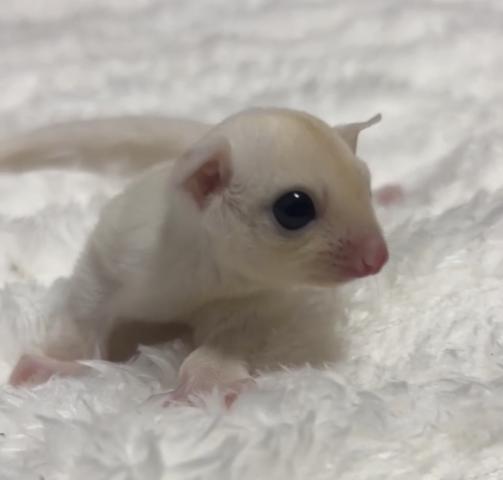 リューシ