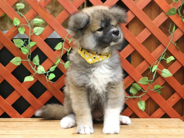 秋田犬