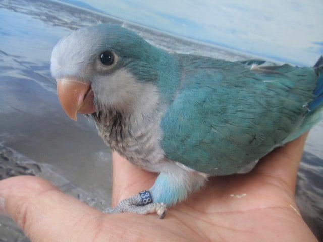 オキナインコ　ブルー　雛♪　女の子(^_-)-☆　