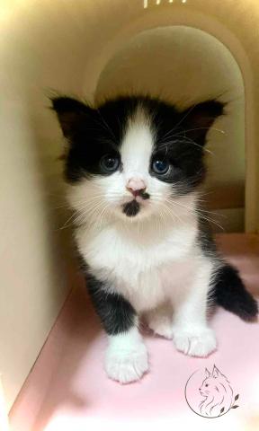 ノルウェージャンフォレストキャット