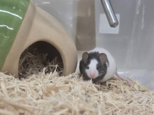 パンダマウス