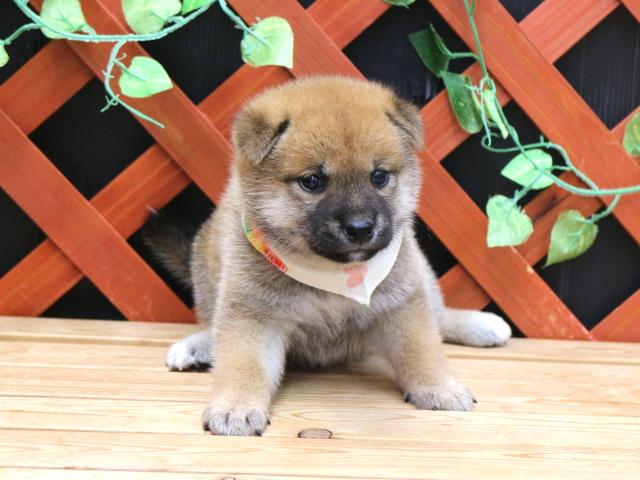 柴犬