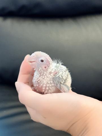 ウロコインコ 49