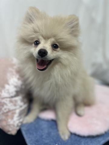 ポメラニアン