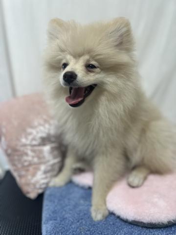 ポメラニアンの写真4