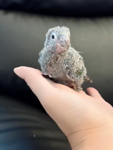 ウロコインコ 48