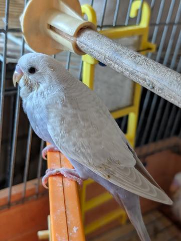 ライラックセキセイインコ