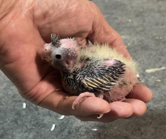 オカメインコ