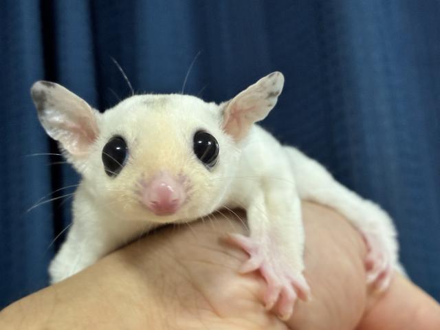 モザイク