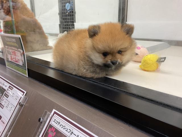ポメラニアン