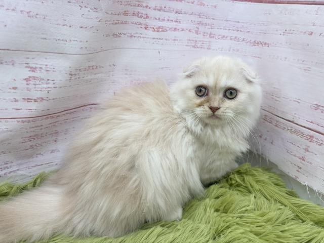 スコティッシュフォールドの写真3