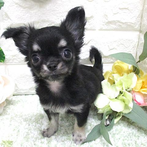 チワワ(ロングコート)