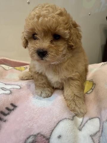 トイプードルの写真2
