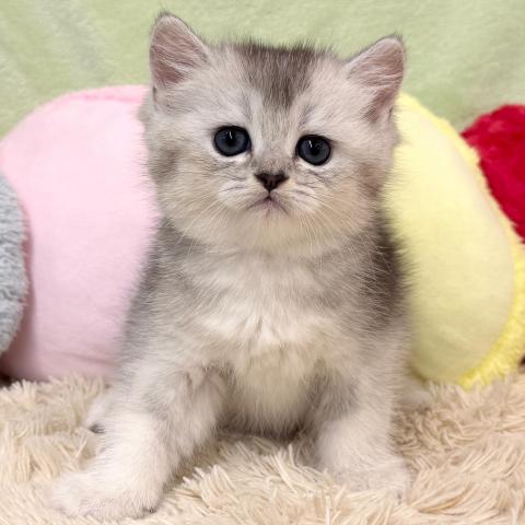 ブリティッシュショートヘア